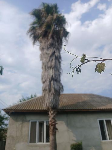 kohnə xalcalar: Hündür palma ağacı – həyət/bağ üçün dekorativ həll - Növ: Fan palmaya — 2