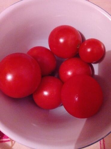 Semena i sadnice: Seme paradajza! Crveni jabučar Žuti jabučar Narandžasti jabučar — 17