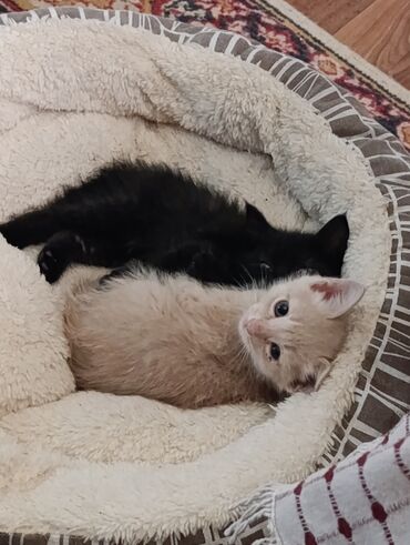 японская кошка: 3 месяца, Мальчик, Метис