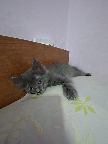 Мышыктар: Отдаю котят . Пишите пожалуйста на вотцап На выбор два окраса: - — 10