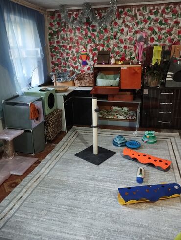 Продажа кошек: Гостиница для кошечек и маленьких собачек до 5 кг Предлагаем