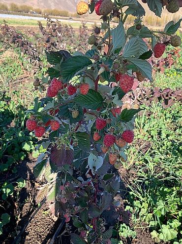 Малина: Малина Оптом, Бесплатная доставка, Самовывоз — 9