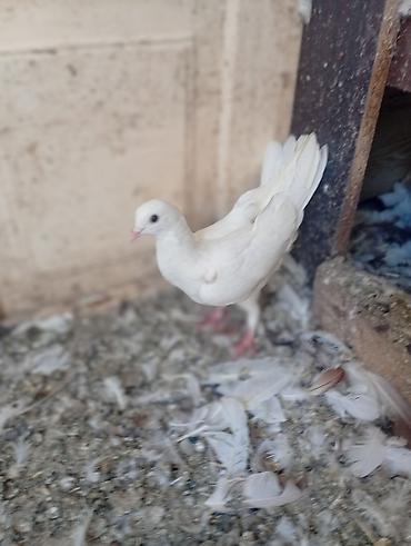 bulbul quşu satışı: SATILIR TUTULMA GÖYERCİNLERDİ TERGİZİLİR TEK TEK 10 M — 3