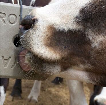 Qidalandırıcılar: Yem qabı, Yem üçün, Heyvanlar üçün, Rayonlara çatdırılma, Ünvandan götürmə, Ödənişli çatdırılma — 8