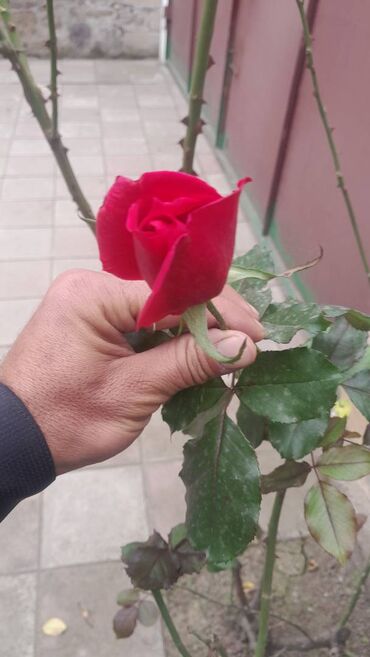 parnik is elanlari 2024: Bagbana ehtiyaci olanlar elaqe saxlasin. 10 il tecrube. 35 yasindayam lalafo.az -da parnik is elanlari 2024: Bagbana ehtiyaci olanlar elaqe saxlasin. 10 il tecrube. 35 yasindayam