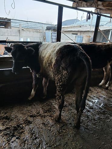 Коровы, быки: Продаю | Бык (самец) | На откорм | Привязанные — 7