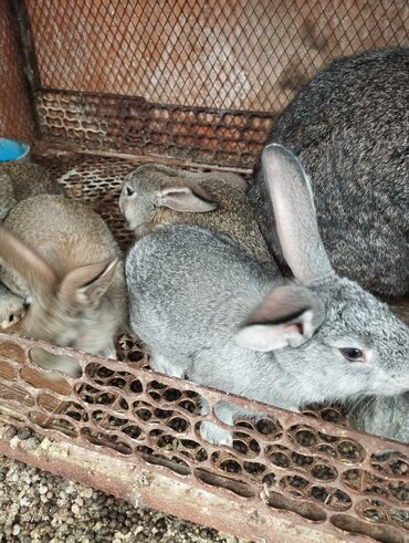 Кролики: Продаю | Крольчата | Серый великан, Фландр | На забой, Для разведения