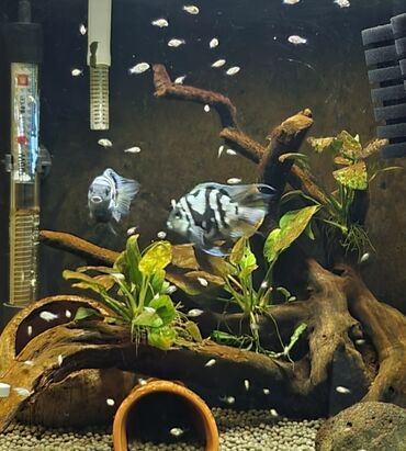 baliq akvarium: Tam saglam Polar blue parrot fish cüt 2defe bala verib 50+ bala