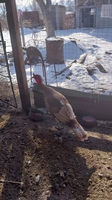 тоок гриль ош: Продаются ИНДЮКИ 🦃🦃🦃
Адрес:Вознесеновка ул.Советская 4
Ном