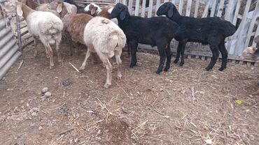 кошка город ош: Сатам | Козу | Арашан | Көбөйтүү үчүн