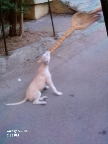 samoyed satisi: 7 месяцев, Самка