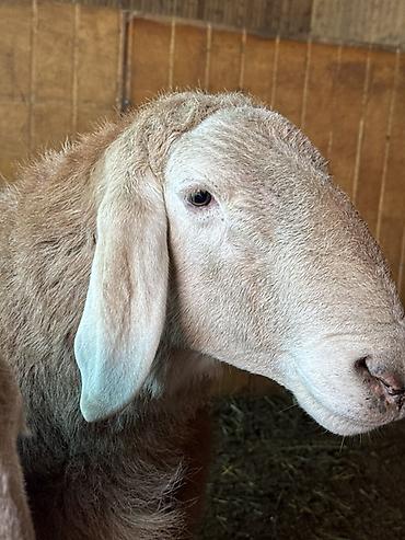 Баран, овца: Продаю | Баран (самец) | Арашан | Для разведения | Племенные, Осеменитель — 4