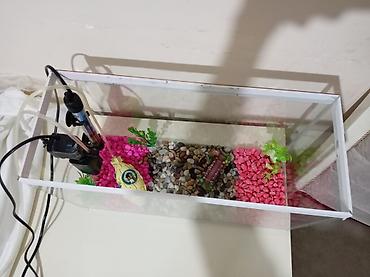akvarium az: Akvaryum dəsti Sınıqı çatı yoxdu əla vəziyyətdədir hərşeyi var — 1