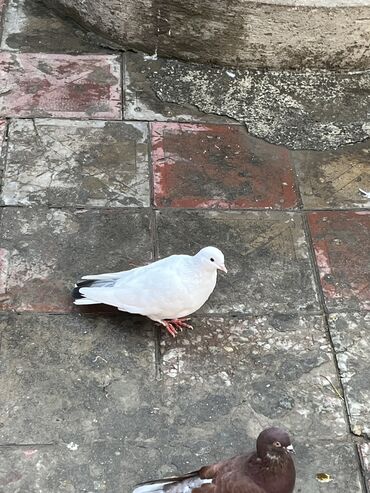 əbabil quşunun qiyməti: Goy piyorka tutulmafu erkek mayaligni bilmirem gozuxali erkekdi saglam