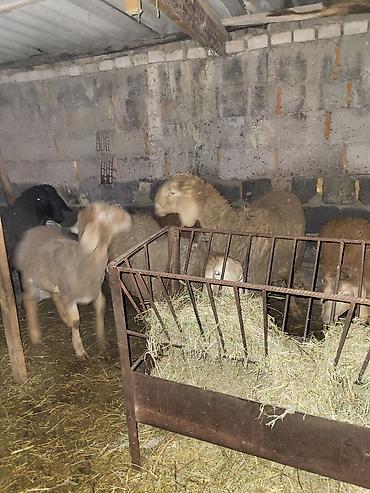 Баран, овца: Продаю | Баран (самец) | Гиссарская, Полукровка, Эдильбаевская | Для разведения — 6