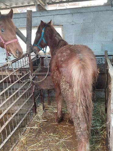 Лошади, кони: Продаю | Жеребенок | Рабочий — 3