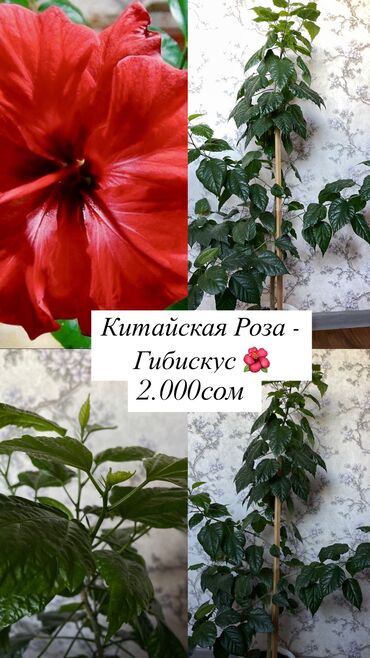 генератор китайский: Китайская Роза - Гибискус 🌺 . Продаем в связи с выездом . Срочно