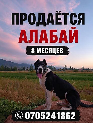 собака бордер коли: Алабай, 8 месяцев, Самец, С прививкой — 1