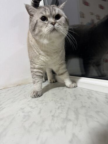 Pişiklər: Britan — 11