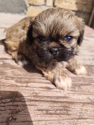 İtlər: Pekines, 1 ay, Erkek — 6