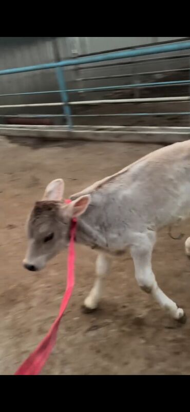 Inəklər, öküzlər: Simental tipli inək və buzov dəsti - Cins/Tip: Simental (qəhvəyi -da lalafo.az — 8 Inəklər, öküzlər: Simental tipli inək və buzov dəsti - Cins/Tip: Simental (qəhvəyi — 8