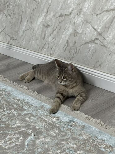 купить кошку вислоухий: Кошка даром: Скотиш Страйт (Шотландская прямоухая), 1 год, Девочка, Приучена к лотку