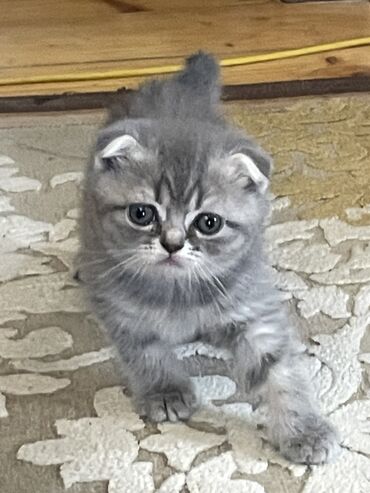 сиамские котята: Котята ! Родились 18 февраля, мать британская шиншилла отец