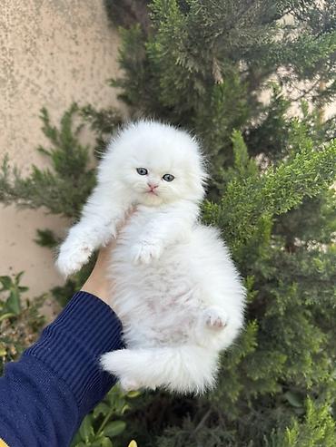 Pişiklər: Şinşilla — 15