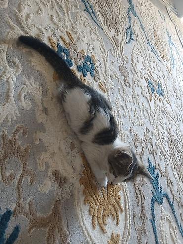кошки сиамская: Котёнок в добрые руки. Милый домашний котёнок с бело-серым окрасом и — 5