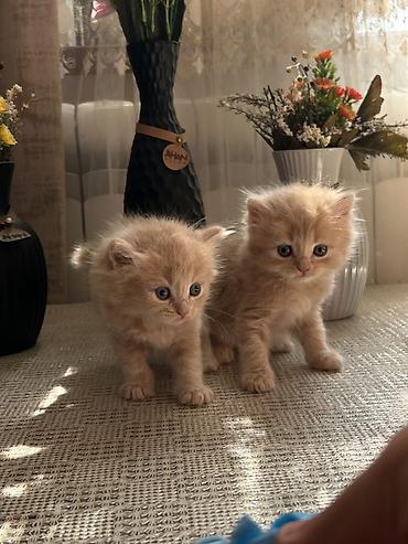 Pişiklər: Şinşilla, Erkək, Dişi — 3