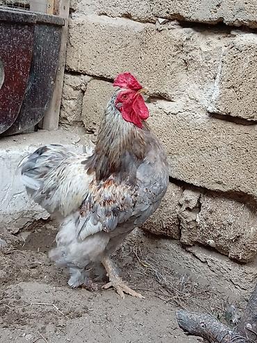 Toyuqlar: Xoruz, Brama, il: 1, Ünvandan götürmə — 4
