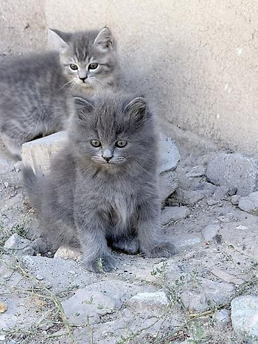 один: Отдам в хорошие руки Шотландские прямоухие котята — 1