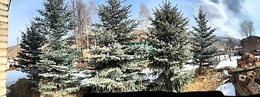 Ель: Продам 5шт голубых елей 5 молоденьких красующих красавиц высокие — 5