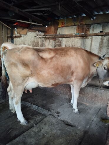 Коровы, быки: Продаю | Корова (самка), Музоо, торпок | Алатауская | Для разведения, Для молока