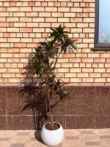 Декоративные цветы: Искусственные деревья и цветы — долговечный и стильный декор без at lalafo.kg — 5 Декоративные цветы: Искусственные деревья и цветы — долговечный и стильный декор без — 5