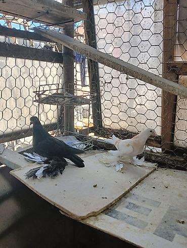 Птицы: Продаю молодых голубей 1 шт стоит пятьсот сом окончательно родители — 4