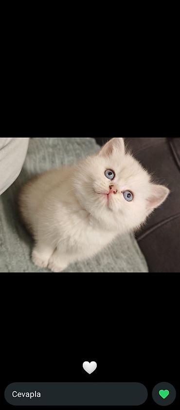 Pişiklər: Britan, Erkək, Dişi, Yaxşı əllərə, Ünvandan götürmə, Ödənişli çatdırılma — 2