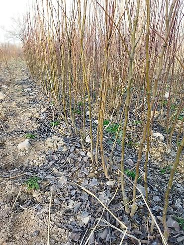 Другие фруктовые и ягодные растения: Саженцы плодовых деревьев (полевая плантация) - Ровные ряды молодого — 11