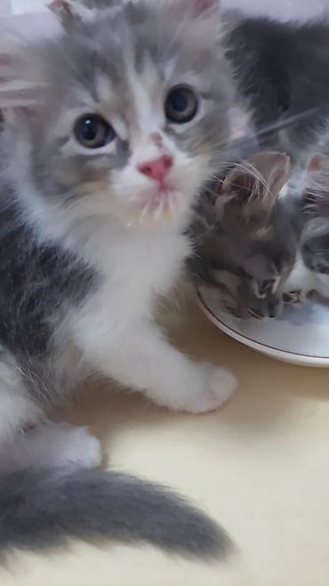 pişik cüt: ПАПА - МЕЙНКУН,МАМА-ШОТЛАНДКА. КОТЯТАМ 1,5 МЕСЯЦА. ХОДЯТ В ЛОТОК,ЕДЯТ — 3