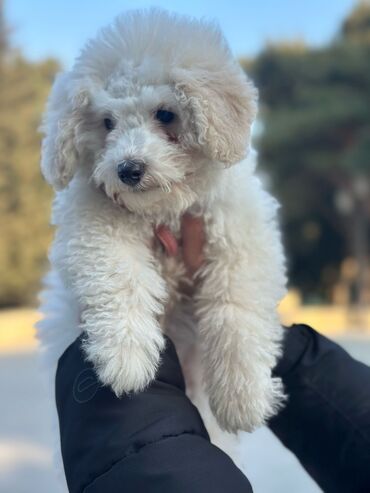 İtlər: Poodle, 3 months dog, Female dog, Pulsuz çatdırılma