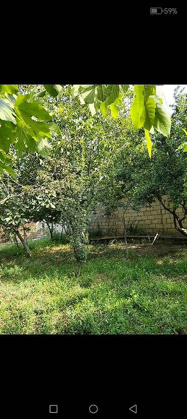 ambiyans ışığı: Bakı sumqayt yol qırağı 4 sot torpaq sahəsi icinde hər meyvə agaclari — 4