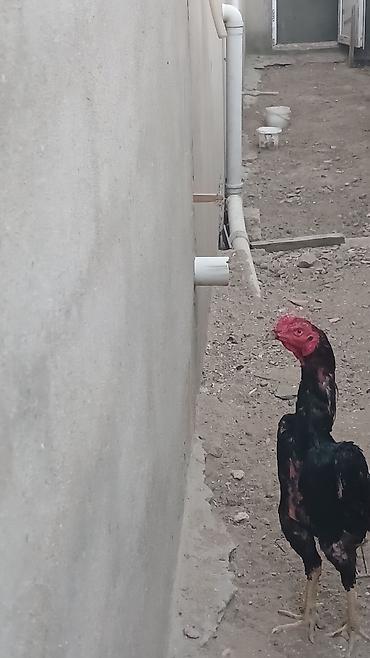 heyrətilər: Salam olsun heyrati türk cinsidir temiz saglamdir doyusune soz yoxdu — 2