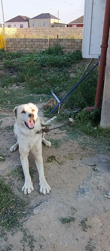 alabay satilir: Alabay, 2 il, Erkək, Ünvandan götürmə — 6