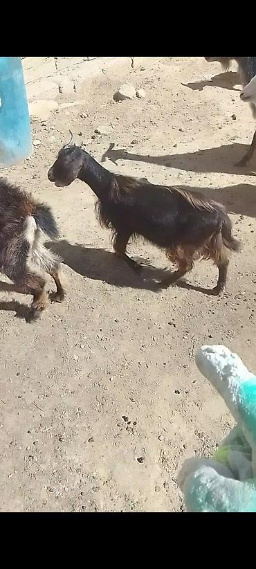 ereb kecileri: Allahın salamı olsun hər kəsə Qardaşlar damazlıq keçi və çəpışlər — 4