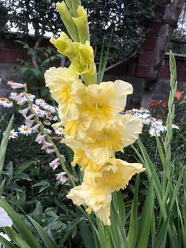 Размещение рекламы: В продаже комнатные цветы и многолетние садовые цветы. 1. Алое вера — 26