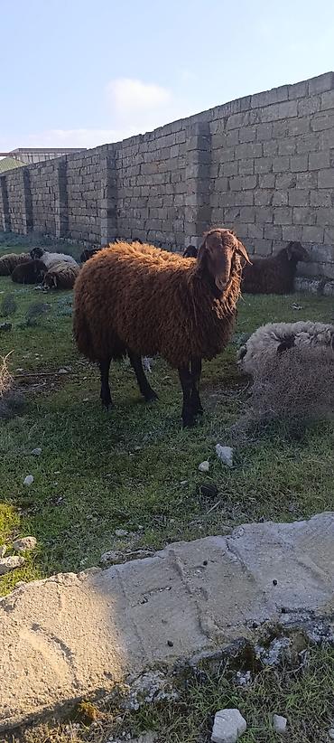 Mal-qara: Salam 11ayliq tougludu əsl qocluqdu.30_35kilo arasıdır.yeke qoyunun — 1