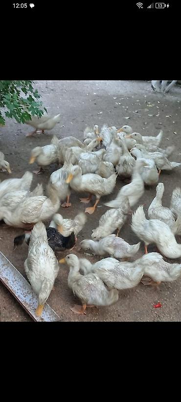 qaz ve ordek satisi: 15azn çox goturene endirim olacağ Pekin ordeklerdi — 3