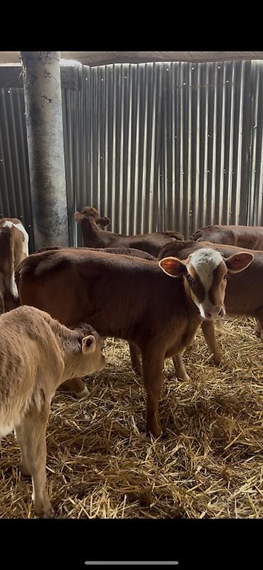 Dana, buzov: Satışda: dana balaları - Növ: yerli cins ətlik/südlük istiqamətə — 11