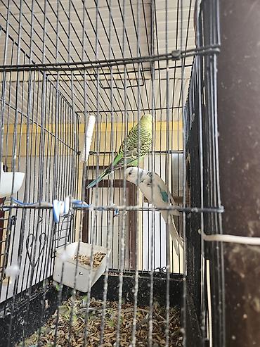 где можно купить кошку в бишкеке: Волнистые попугаи - Пара волнистых попугаев: один зелёно-жёлтый с — 1
