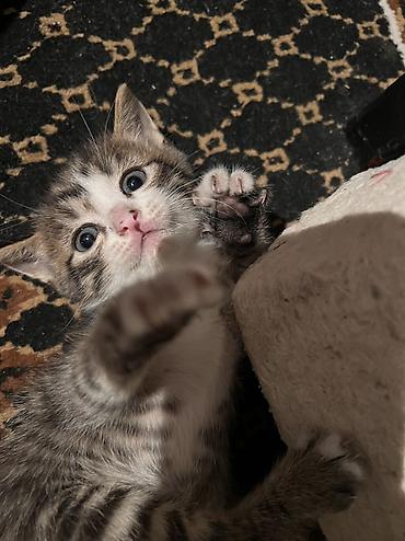 Кошки: Котята домашние, от ласковой кошки. На фото — помёт разнопёстрых — 1